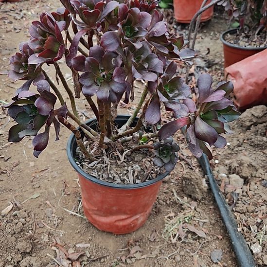 忆江南加急发货15