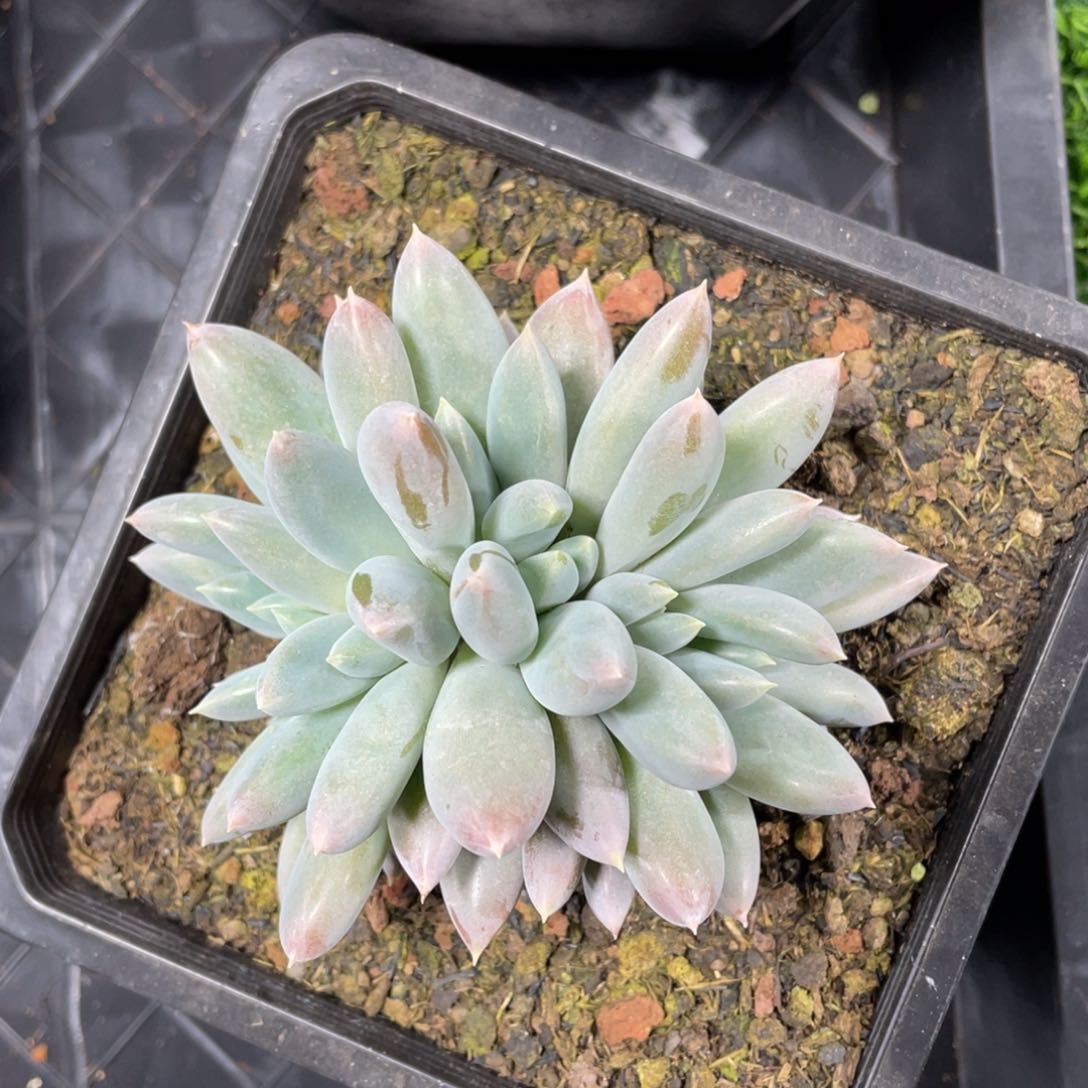 多头哥特萝莉多肉植物