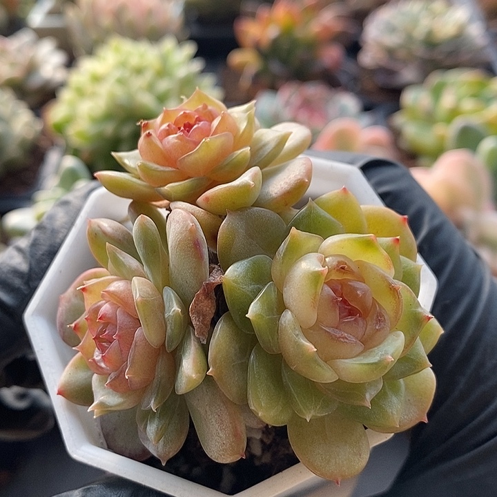 ‘***摇溏心珍妮群多肉植物