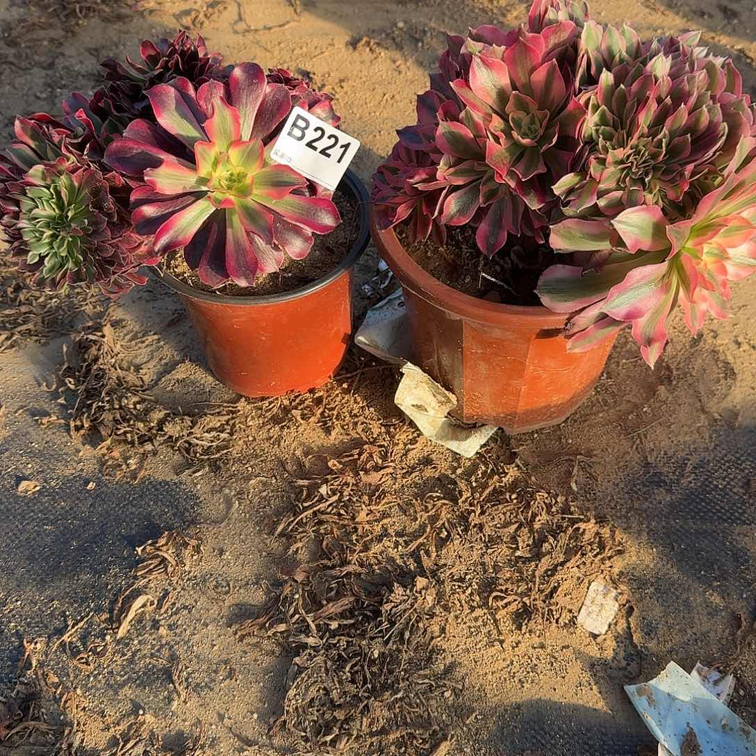 221粉女巫美杜莎共2颗呀呀