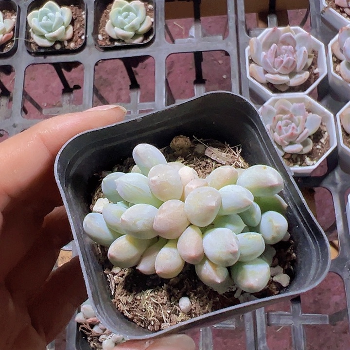 明珠精品多肉植物大战