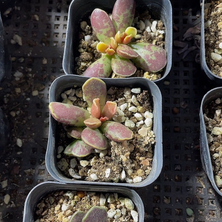 紫库博带盆土发货