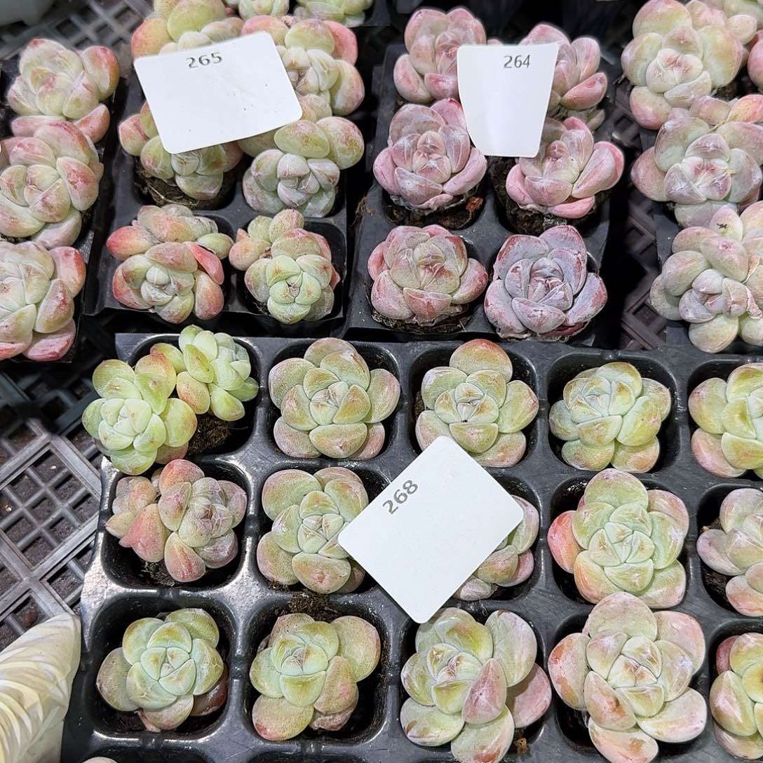 ╰***姐268 号到手1框～一物一拍