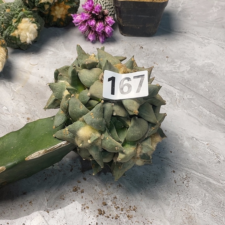 完全开放167怒涛群一个