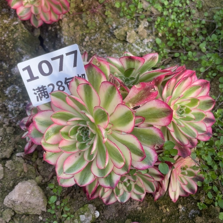 1077歪头倾城三号棚