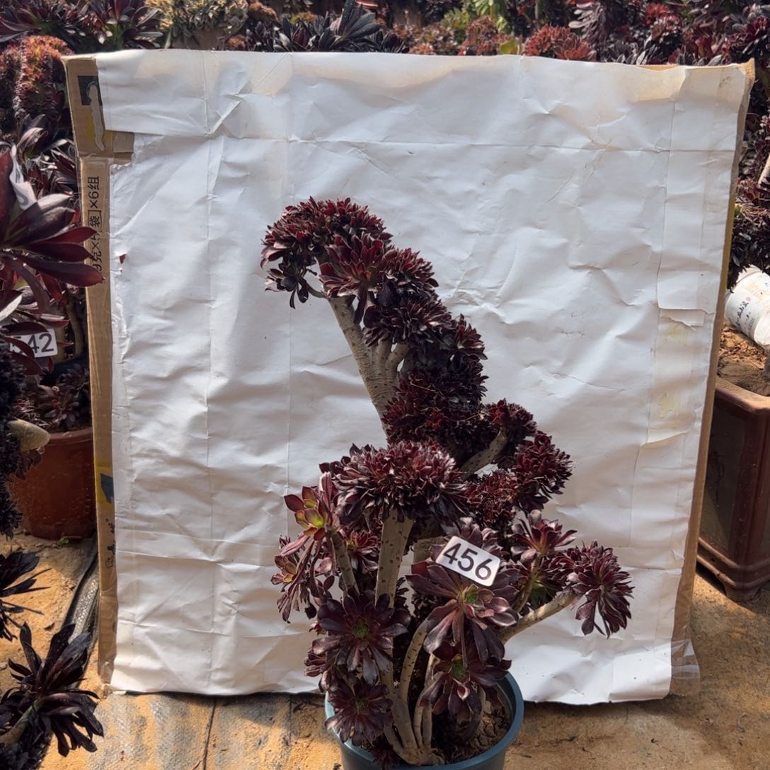 有伤黑缀456高40