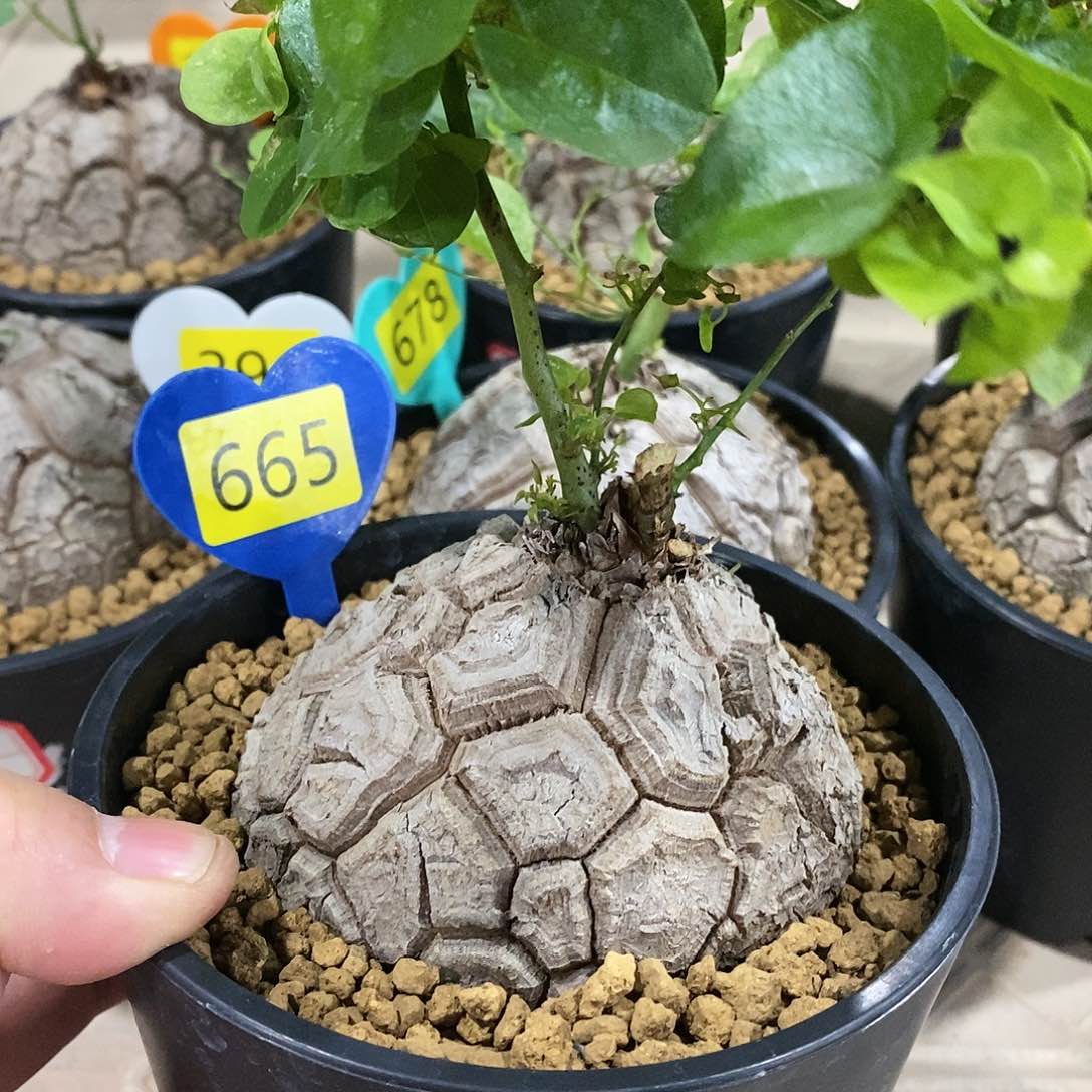 南非龟甲龙龟甲龙