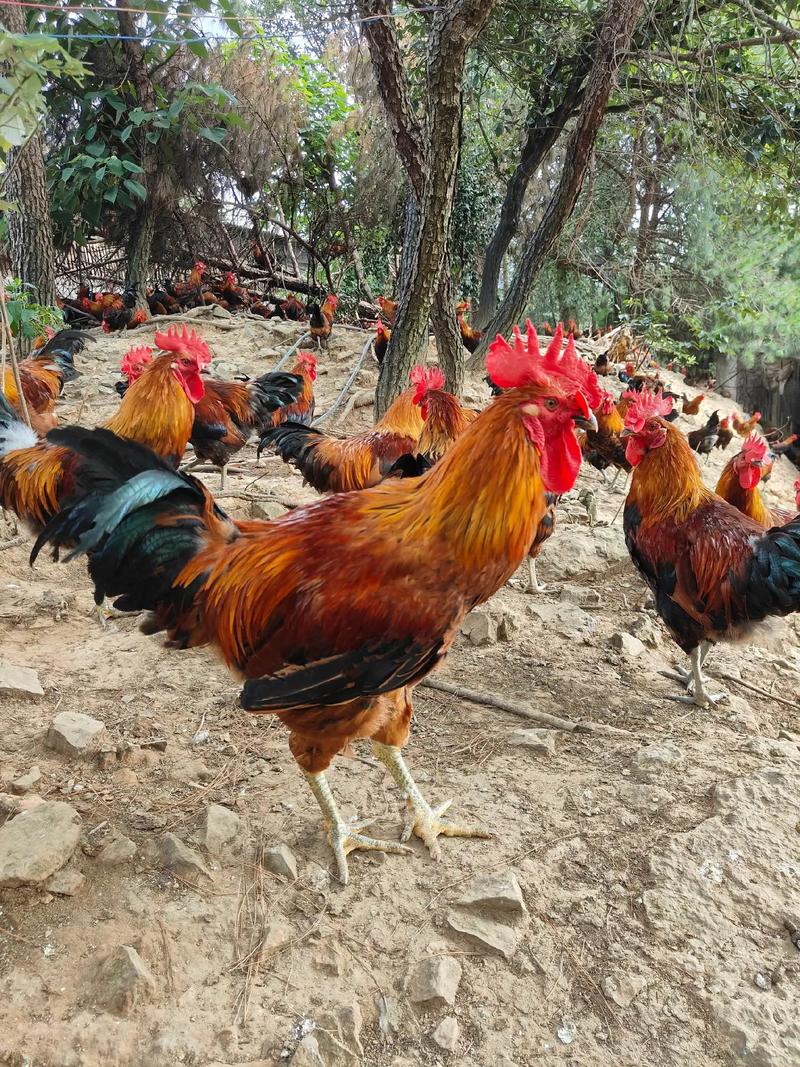 农户散养鸡【公鸡整鸡 一物一拍 所见即所得】