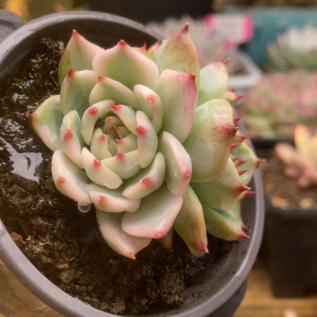 189锦锦锦锦锦锦锦