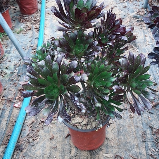 好***嗨黑法师000000000060