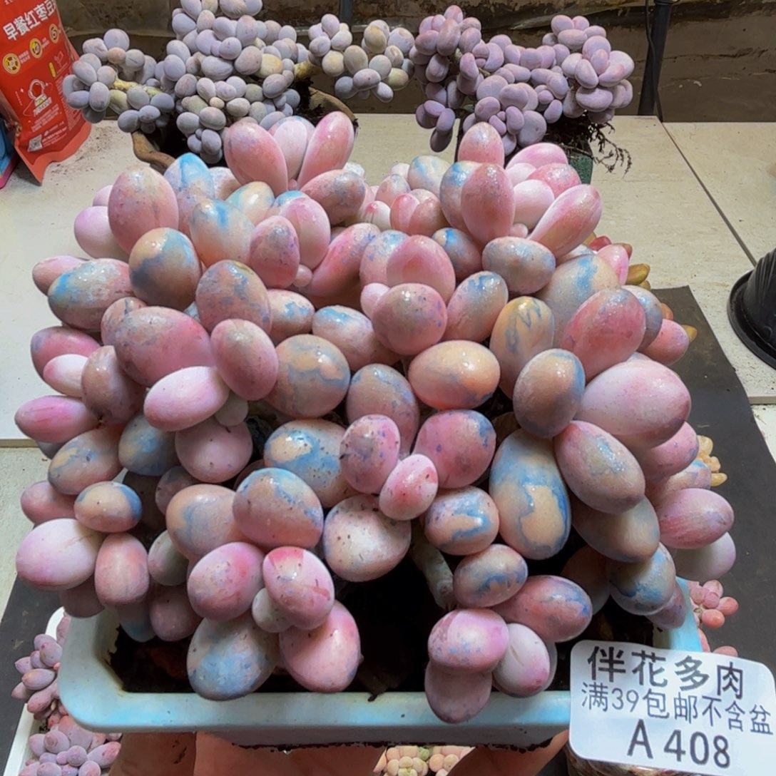 408/12cm糖果桃蛋多肉植物