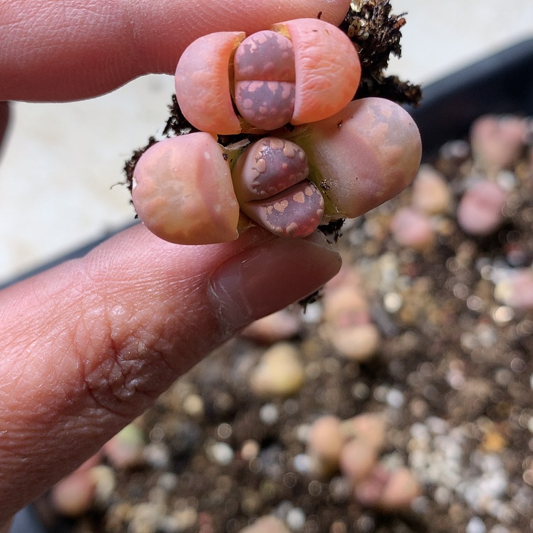 薅*子Y166多肉植物保护研究所