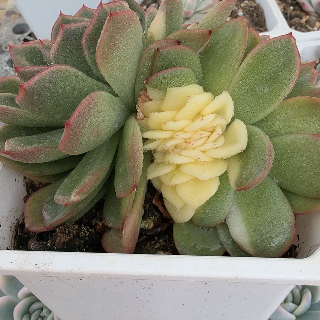 阴阳锦缀，多肉植物