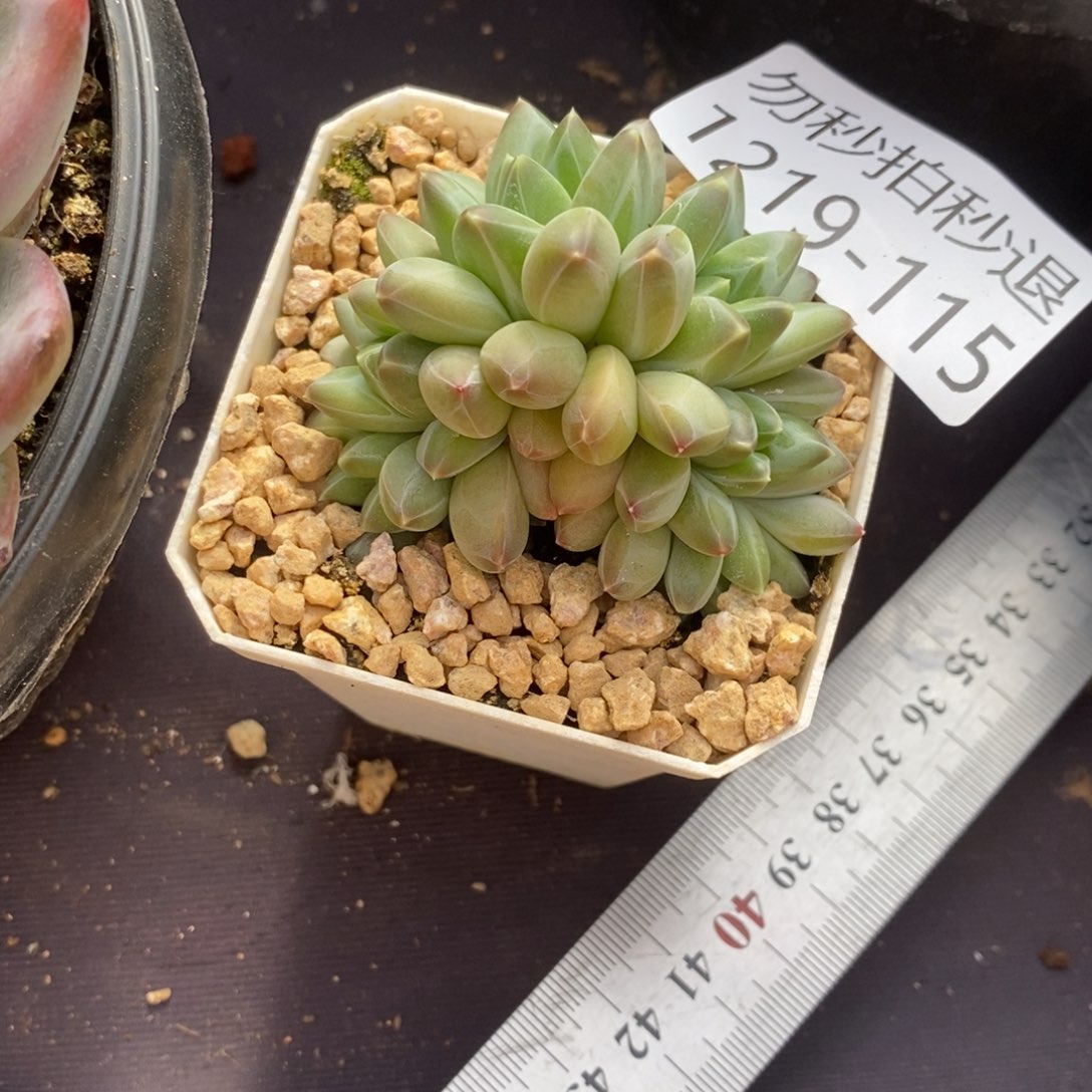 辉*两单包邮1219-115美人