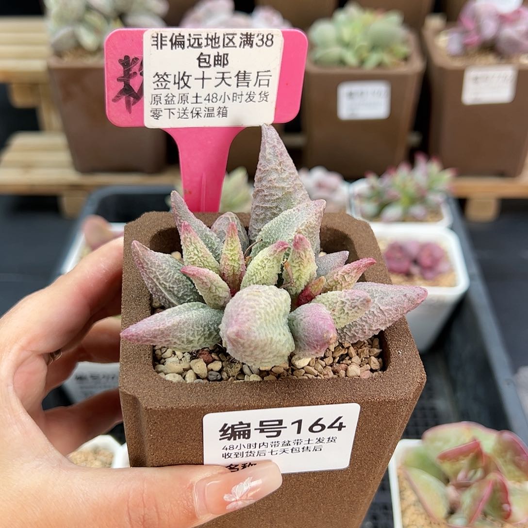 164融冰多肉植物多肉植物