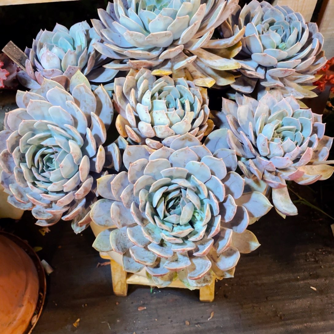 从***流紫悦老桩整裙快递包邮先寄养