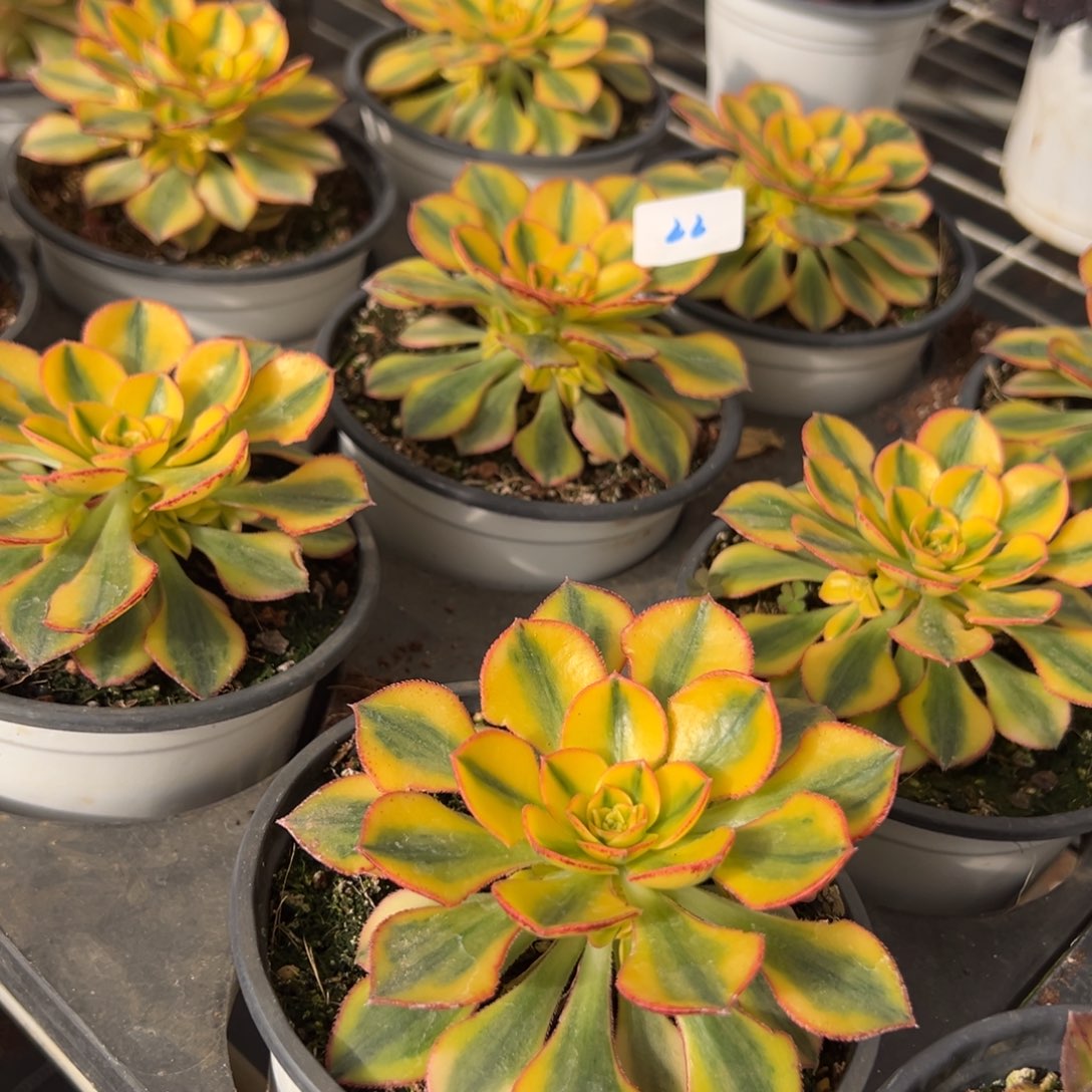 22太阳神捧花一颗20