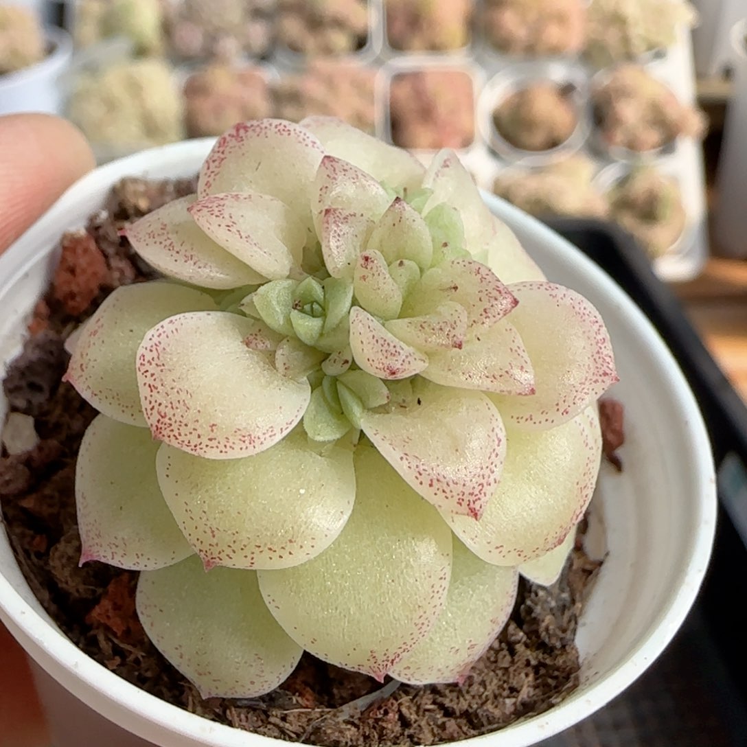 【闪购商品】0213-135优选麦杆