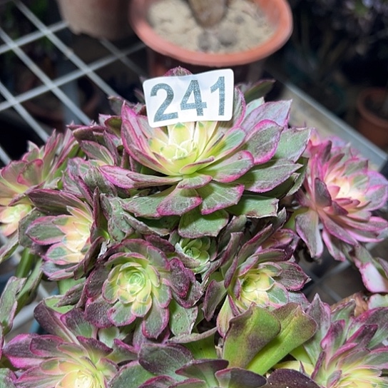 已***置多肉植物一个万花同241