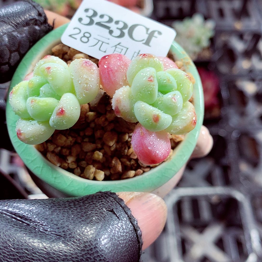 5厘米盆精控多肉323