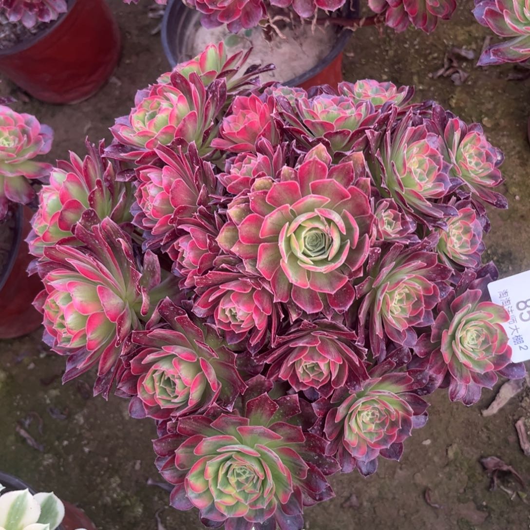 85安娜多肉植物法师