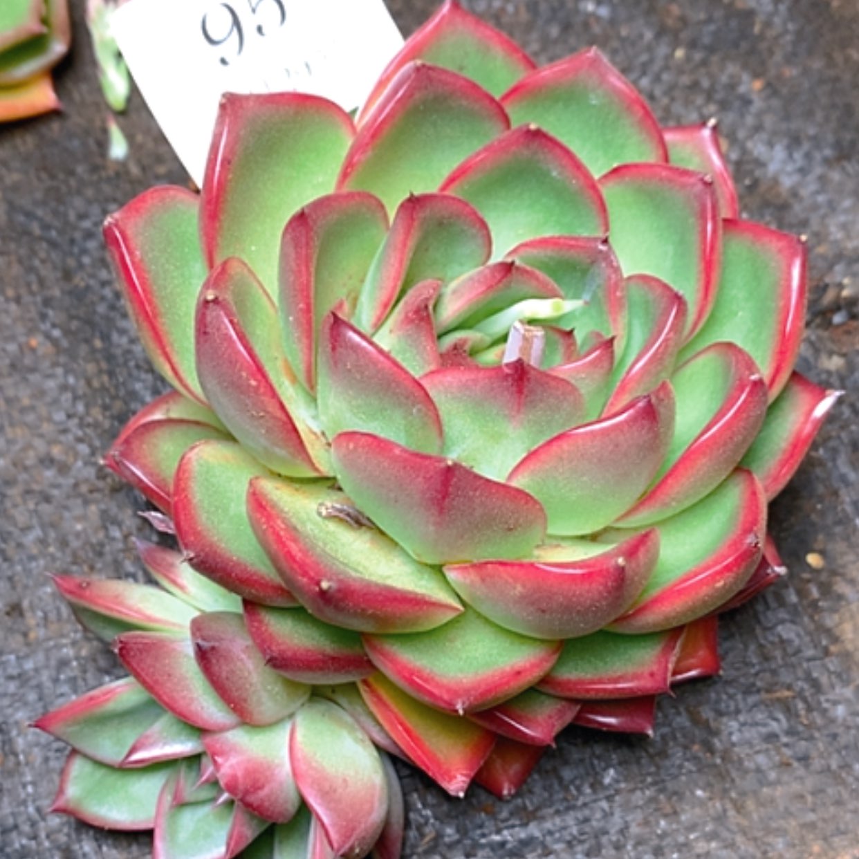 【闪购商品】云95号