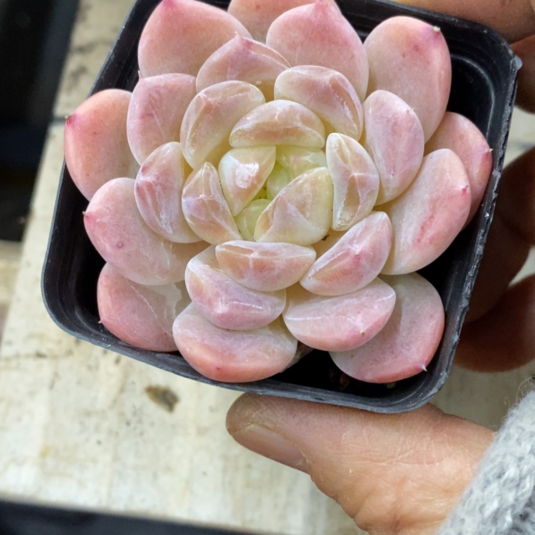 精品多肉一物一拍不包整434