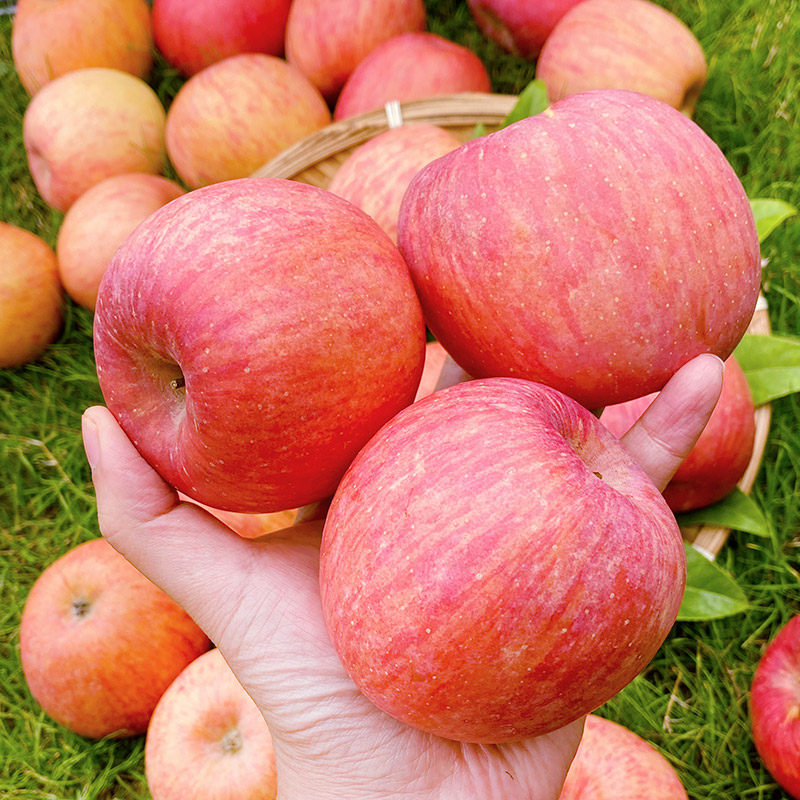 陕西延安红富士苹果新鲜当季水果脆甜4.5/8.5斤