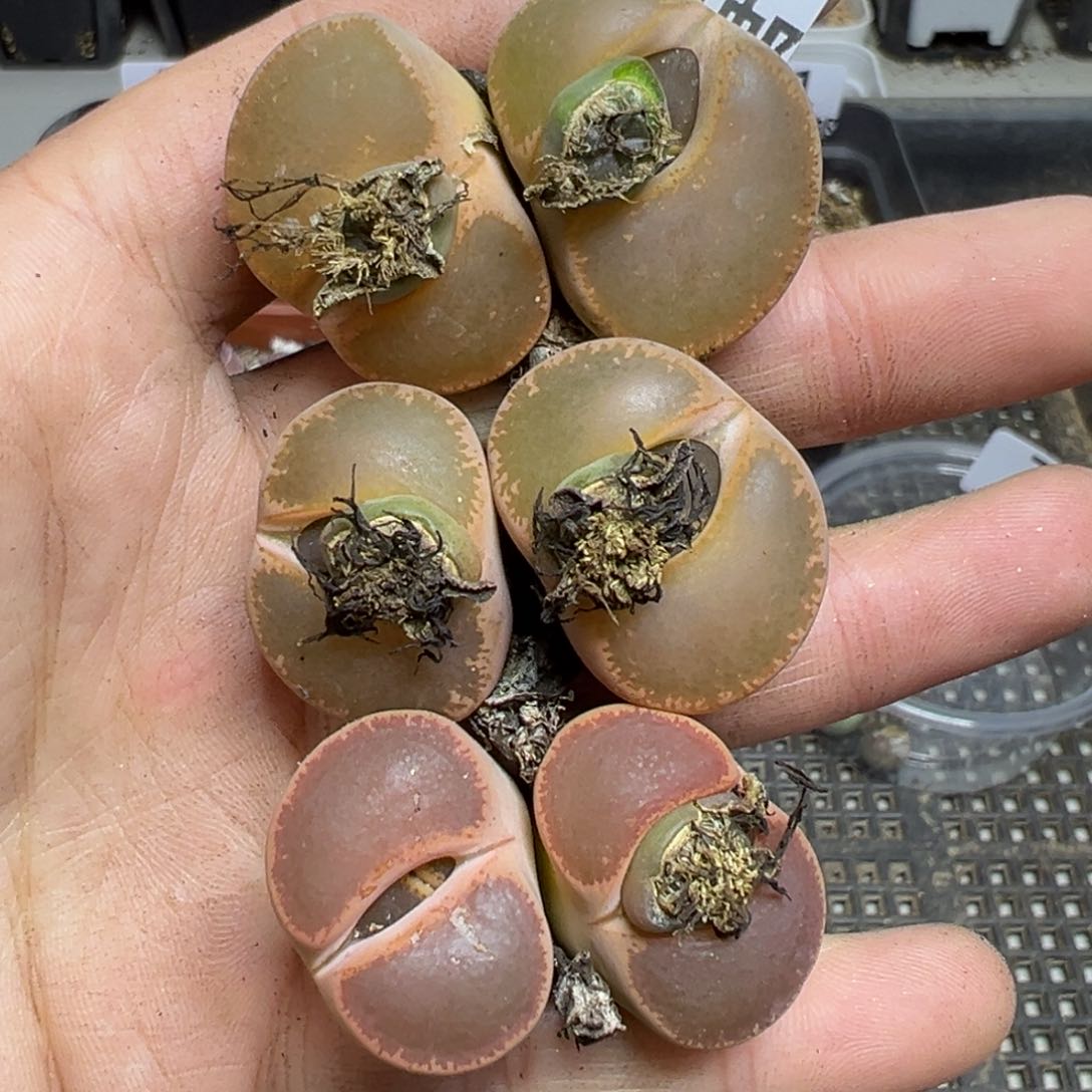 【闪购商品】755……