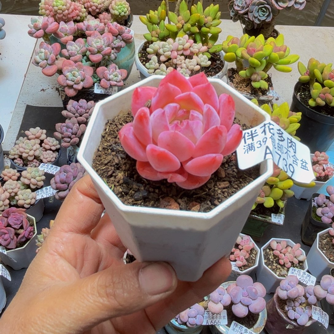 738草莓gj5cm的多肉