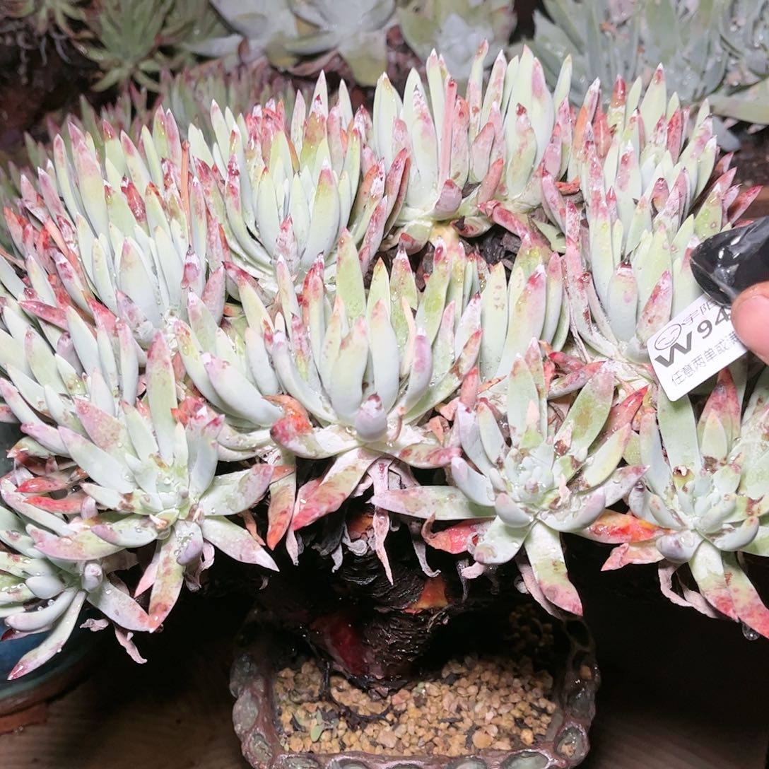 9432雪花仙女杯多肉