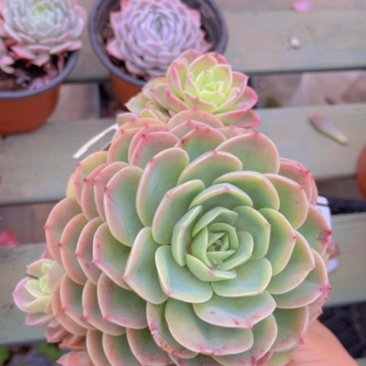 【闪购商品】哈密瓜0596