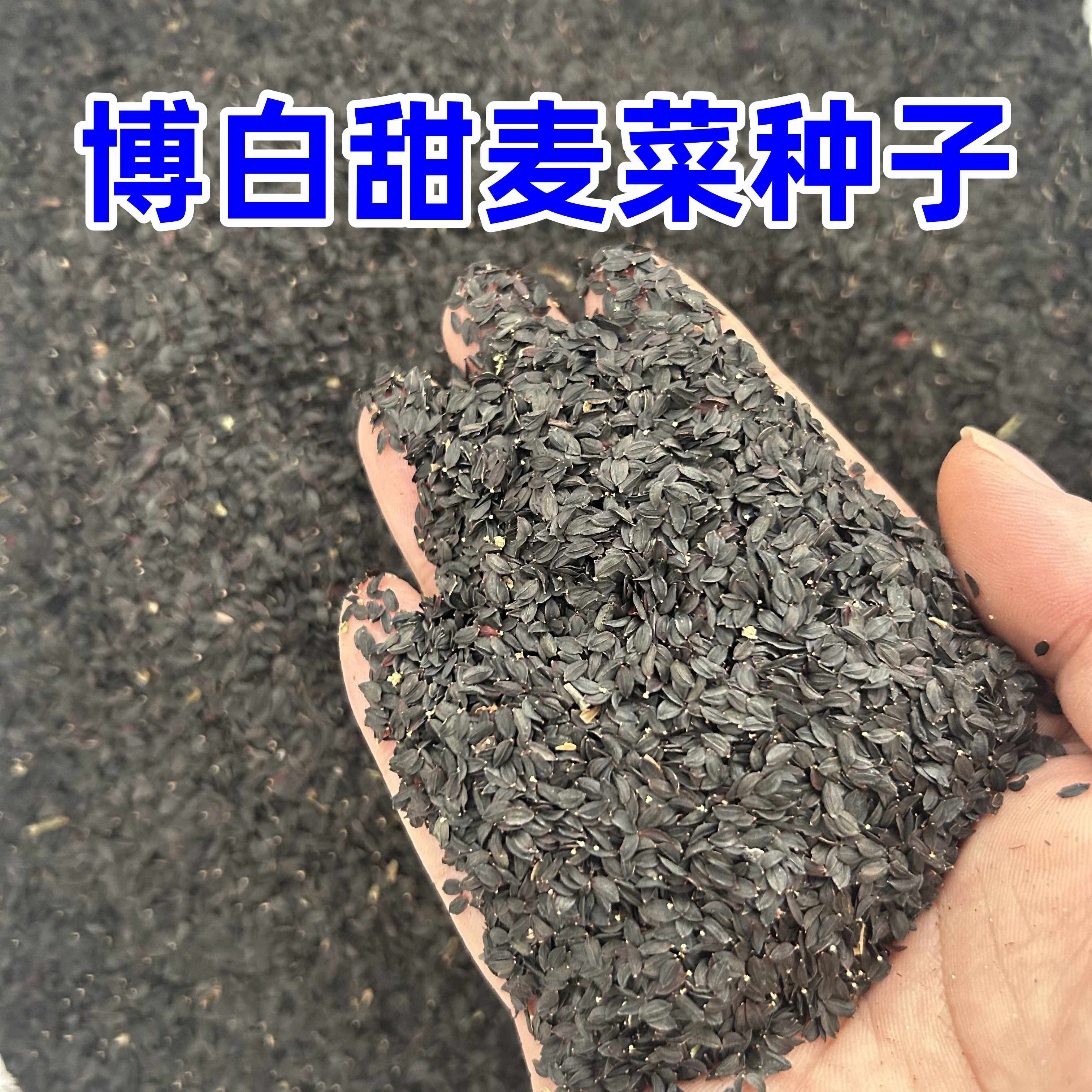 博白甜麦菜广西正宗博白甜麦菜种子阳台盆栽花芽青菜南方四季蔬菜