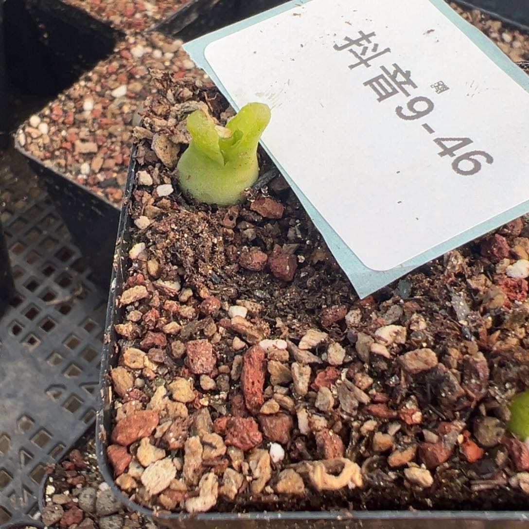 和***红9-46肉锥多肉植物，