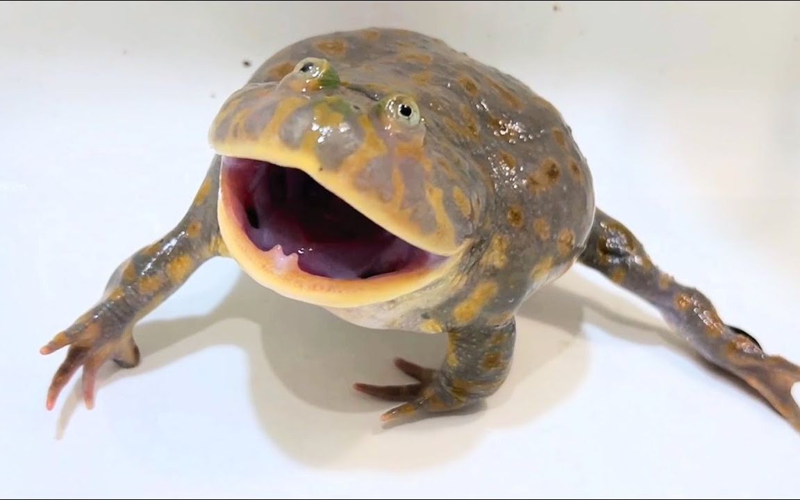 小丑蛙 猫眼珍珠蛙 活体宠物饲养套装