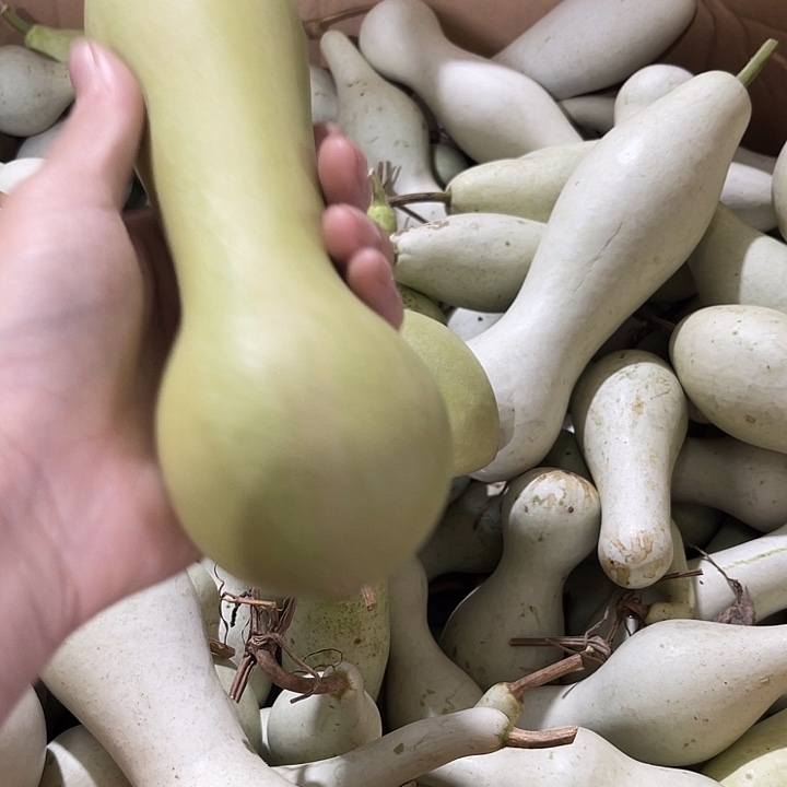 大果紫檀（缅甸花梨）黄*茄