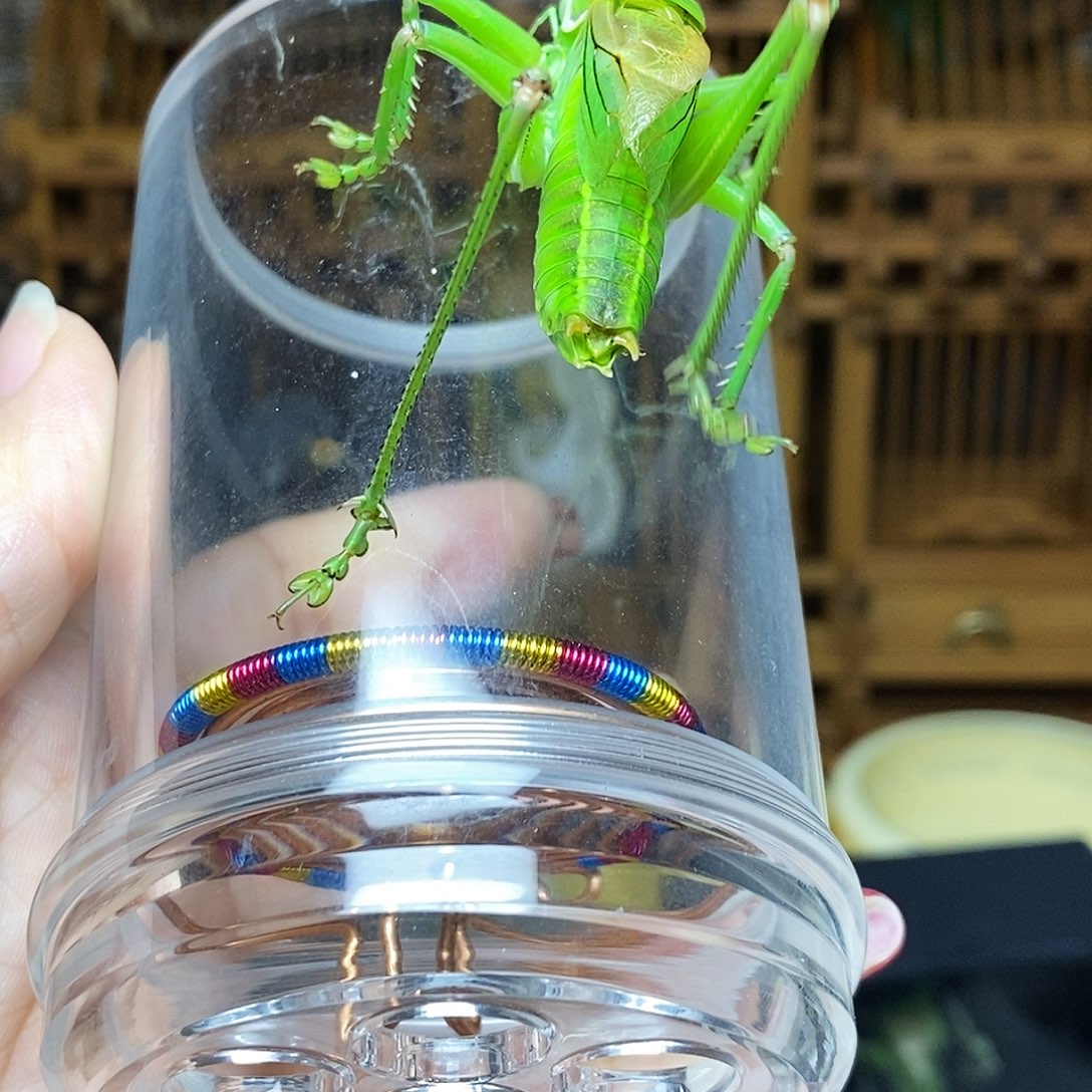 绿蝈蝈➕柬竹蛉哈哈哈哈哈哈哈