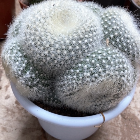 多天白雪光仙人球25米仙人球