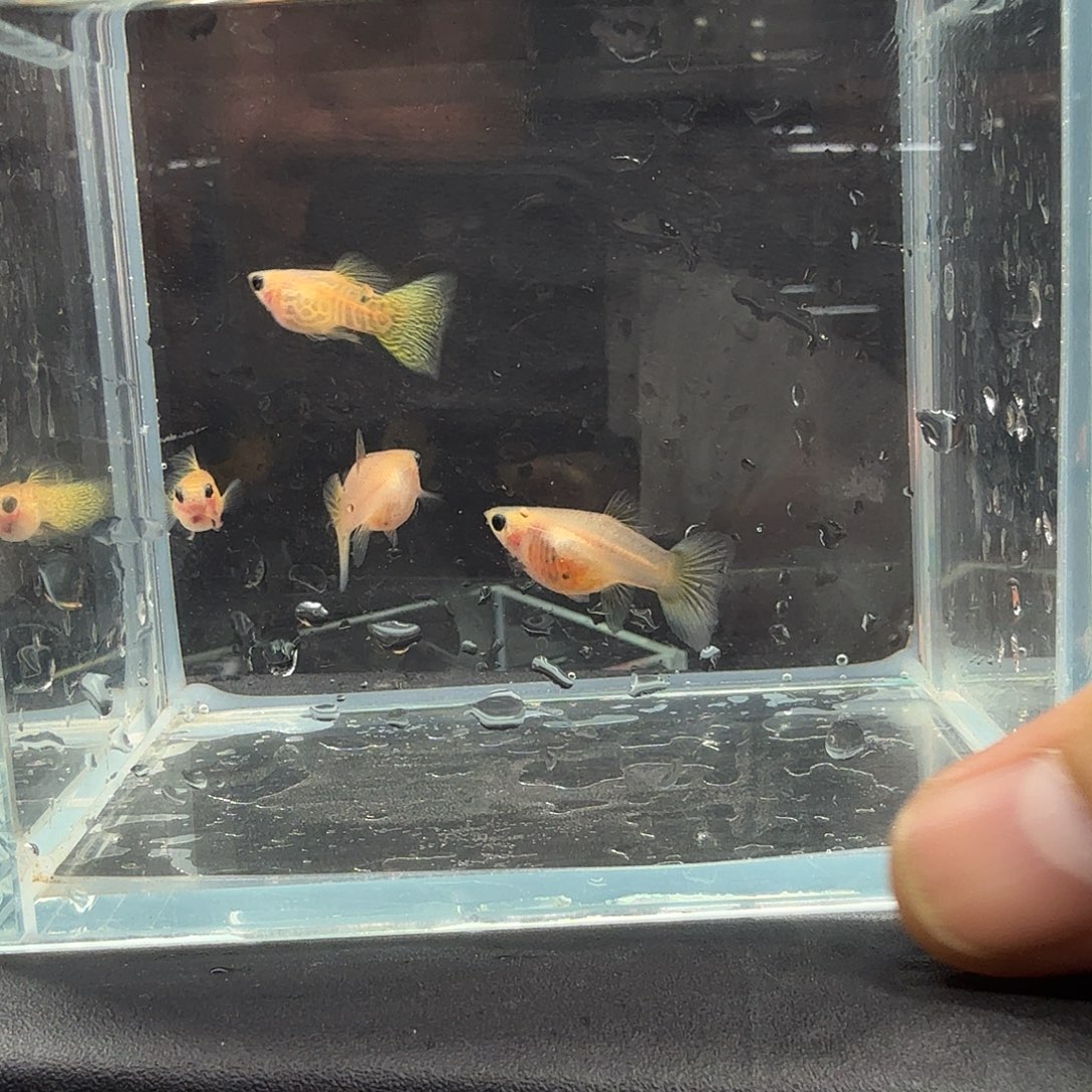 孔雀鱼黄蕾丝玻璃猫两对孕母