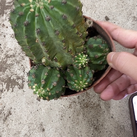 紫粉绿猴，25789000