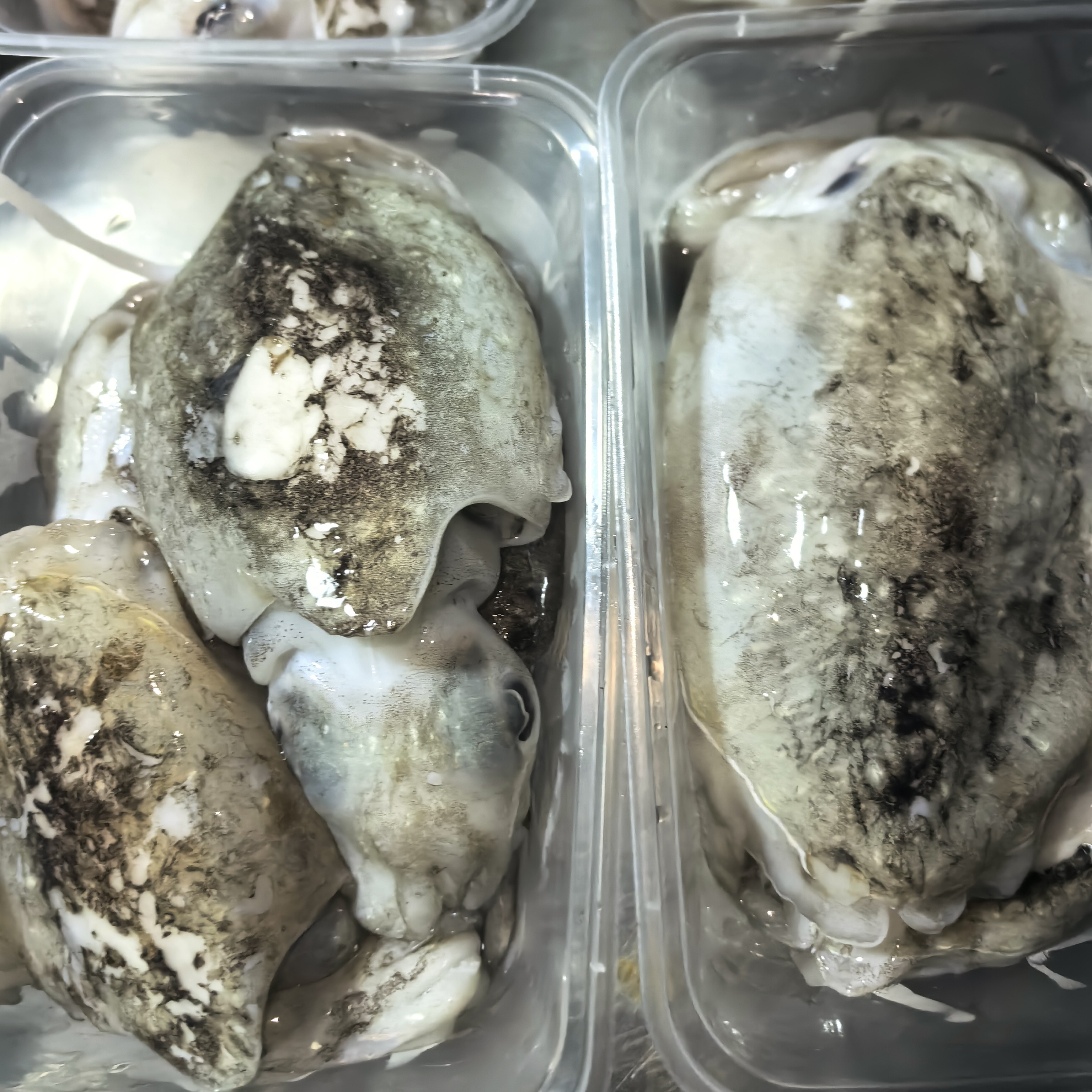 明图当潮新鲜墨鱼仔速冻发货顺丰包邮