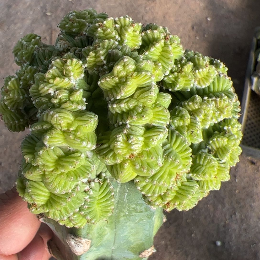 五星花笼群仙人球714