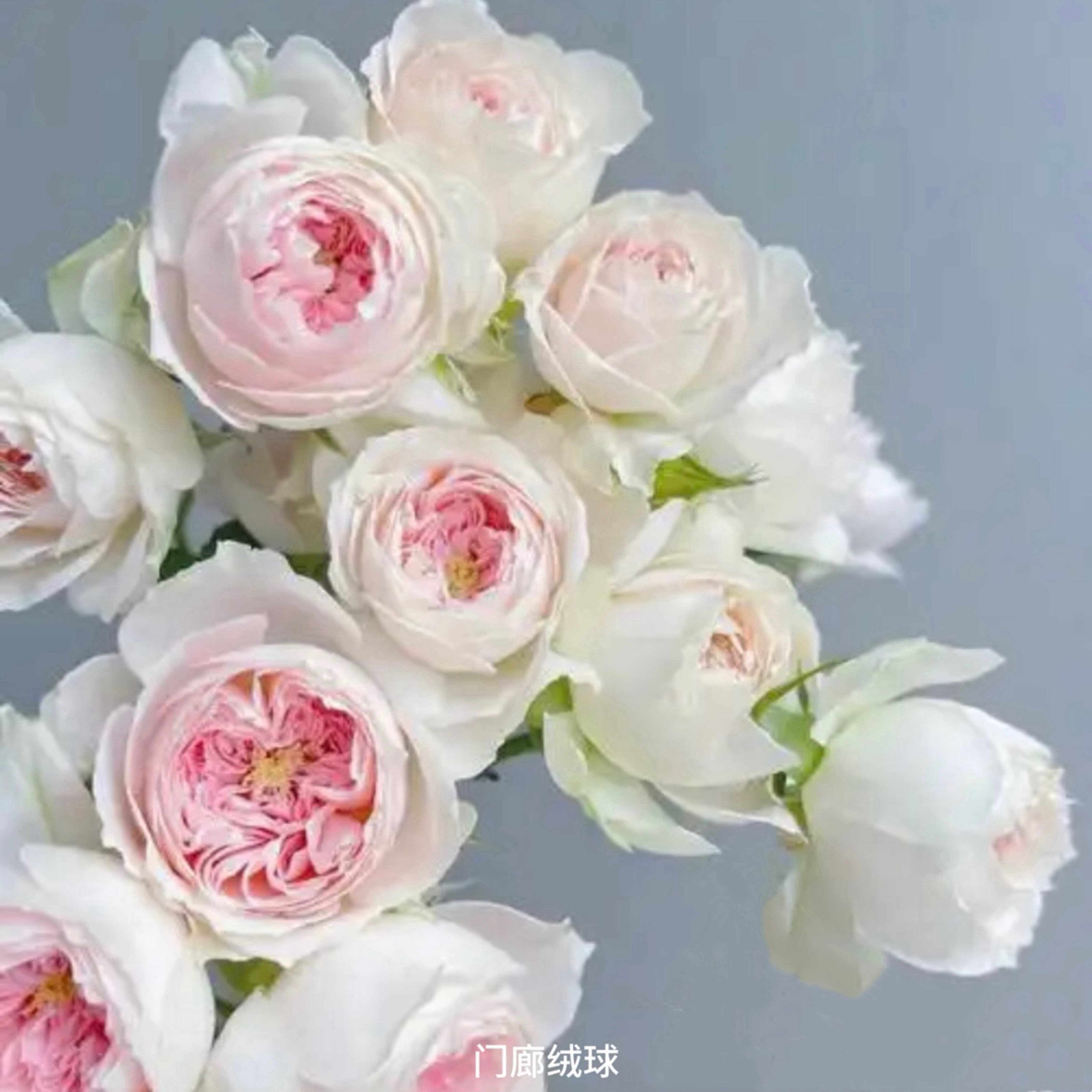 【门廊绒球】粉白色丰花勤花扦插盆栽月季！