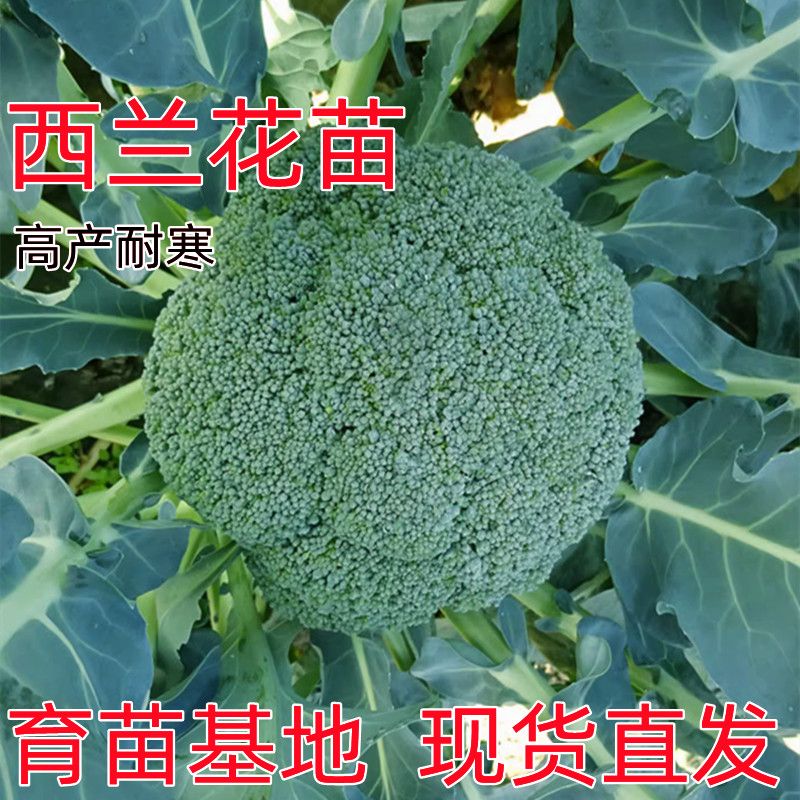 秋冬高产耐寒西兰花秧苗带土发货露天阳台均可种植