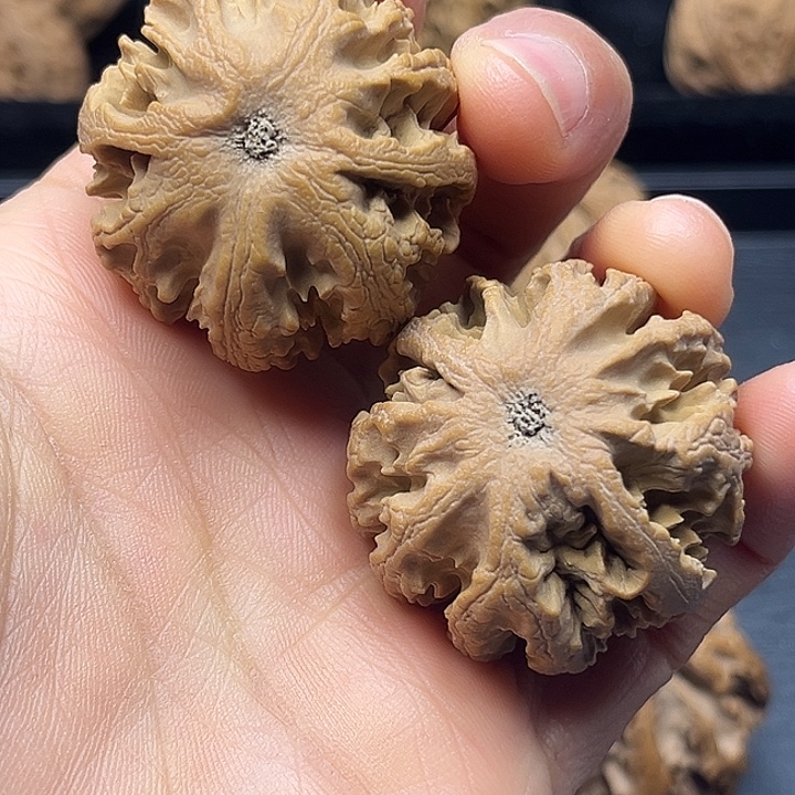 木质类秦岭突突突突突突