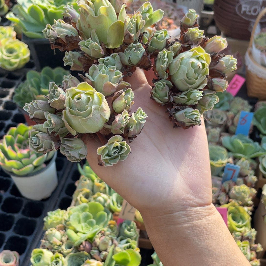 昵***子山地玫瑰多肉植物花卉201