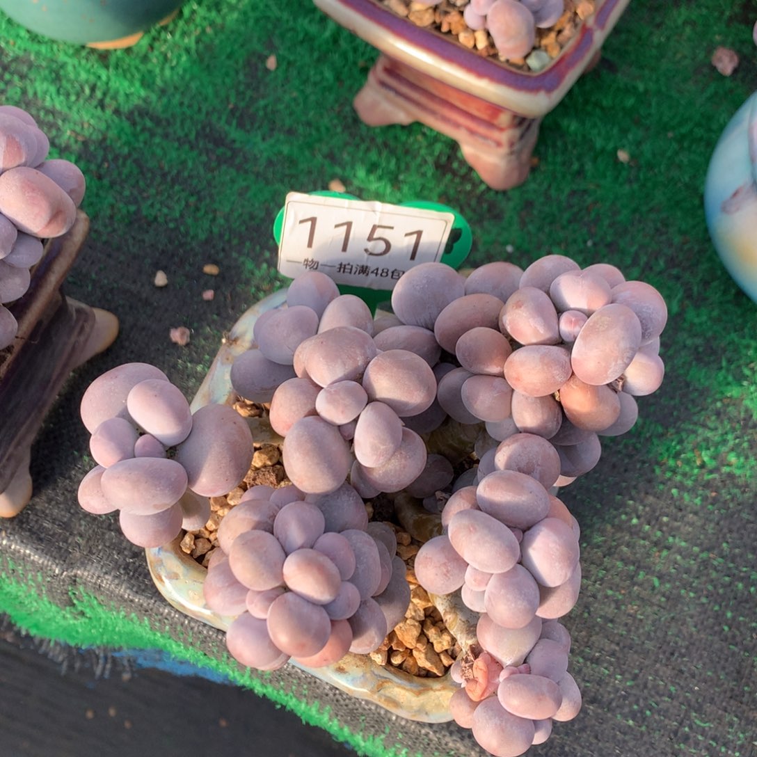 毛***毛烟美人老桩无砍1151