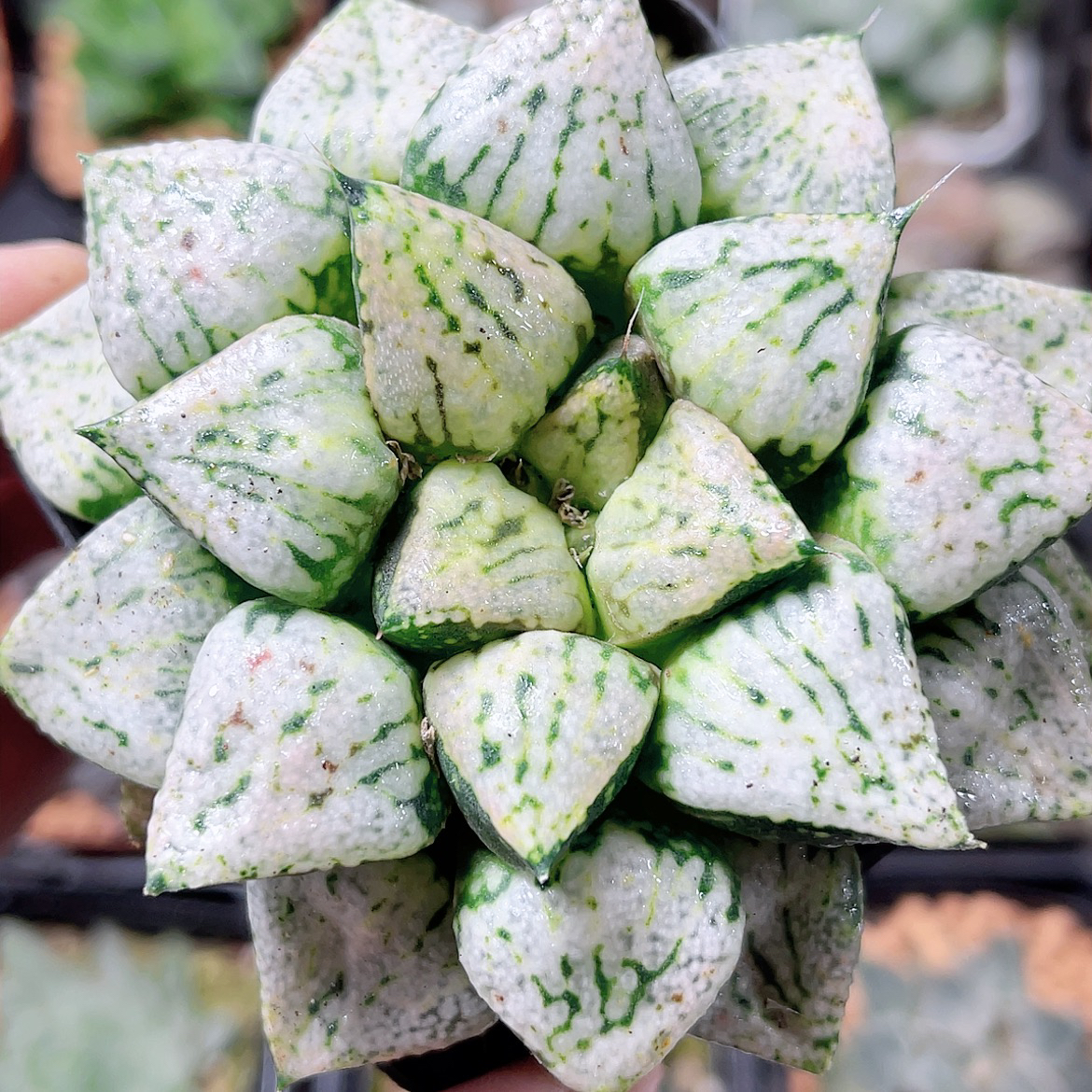 十二卷玉露 潘多拉白银 阳台办公室新手高端多肉植物