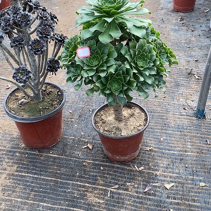 6，2颗多肉法师多肉法师