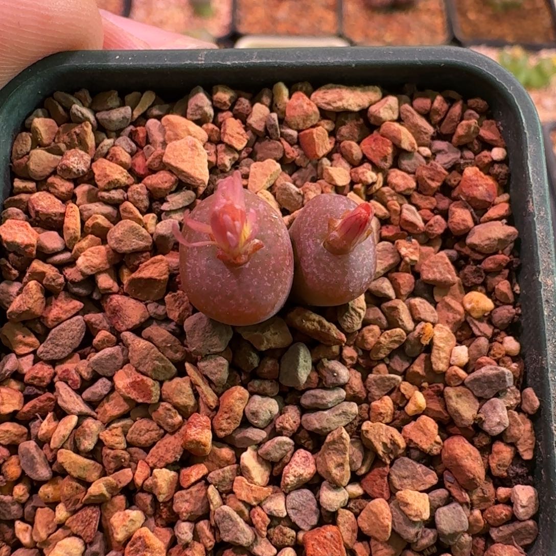 云缦精品番杏11.13 红花全窗送奶工SP